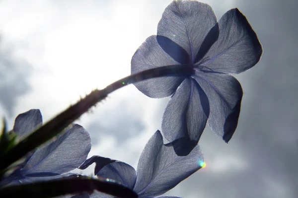 Flor azul en el sol — Foto de Stock