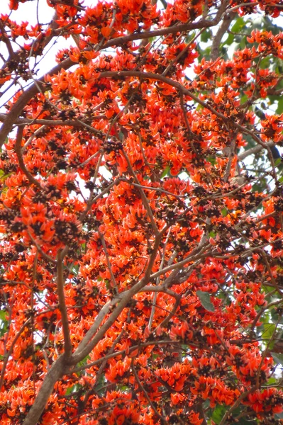 红色的热带花卉 — 图库照片