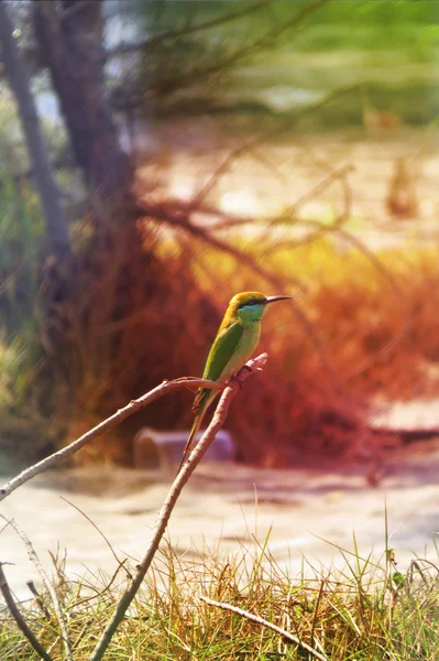 Tropischer Wildvogel — Stockfoto