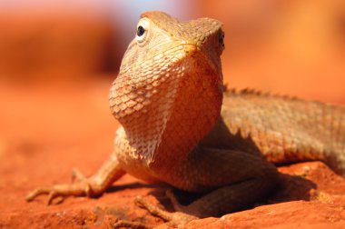 Tropical Chameleon Closeup clipart