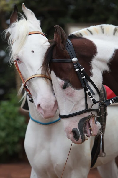 Romantisches Pferdepaar — Stockfoto