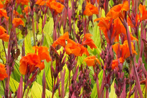 Oranje bloemen achtergrond — Stockfoto