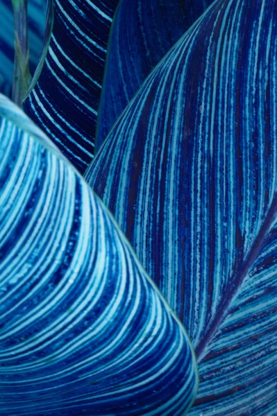 Abstrakt blå blad — Stockfoto