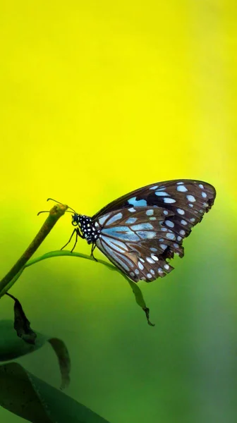 Прекрасний Метелик Сидить Гілці Зеленому Тлі — стокове фото