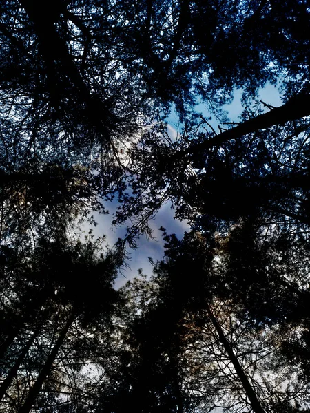Uma Vista Baixo Para Céu Nublado Fundo Das Árvores Uma — Fotografia de Stock