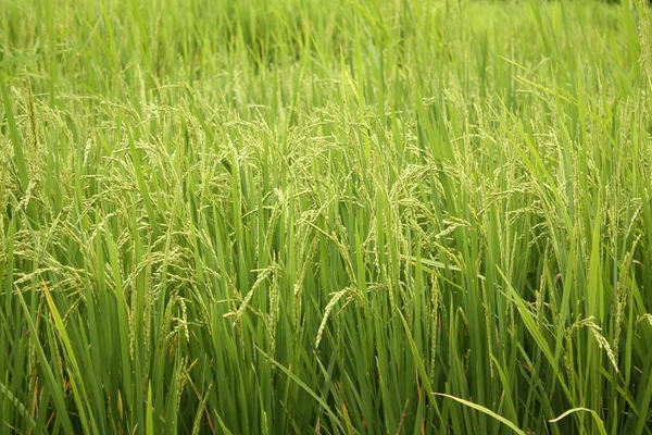 Um fundo de cultura de sorgo com yeild — Fotografia de Stock