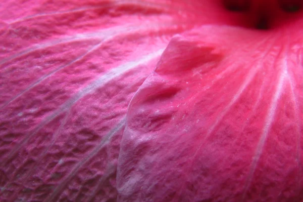 A background of beautiful petal texture of a pink flower showing — Stock Photo, Image