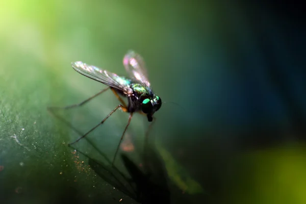 Voler avec des couleurs brillantes — Photo