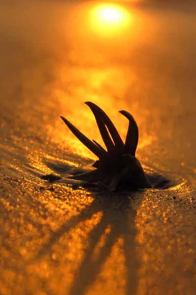 Weird shaped flower with tentacles stuck — Stock Photo, Image