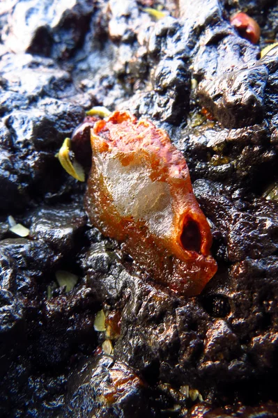 Zkamenělé krab — Stock fotografie