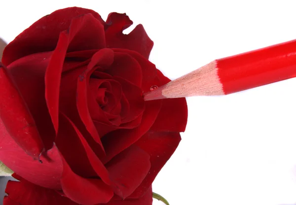 Lápiz rojo pintando una rosa roja — Foto de Stock