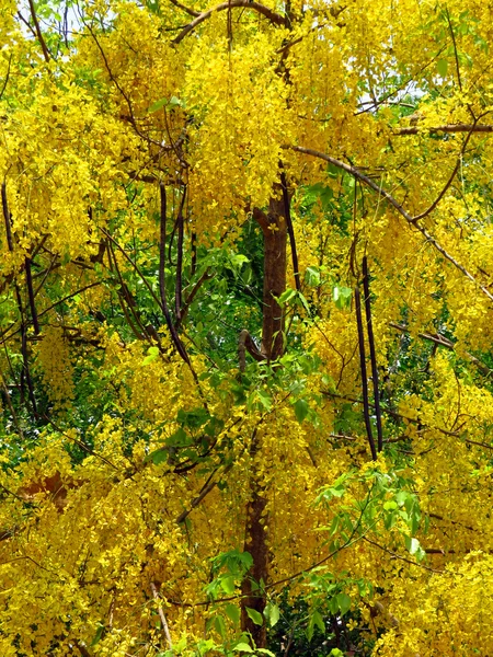 Golden Shower Cassia Plant — Stock Photo, Image