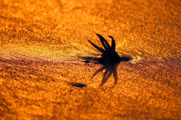 Strano fiore marino — Foto Stock