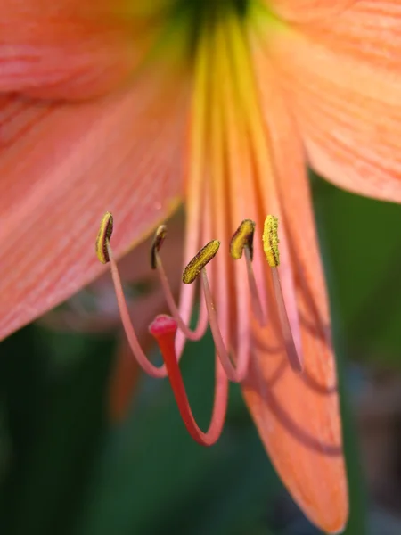 Lily pollen — Stock Fotó