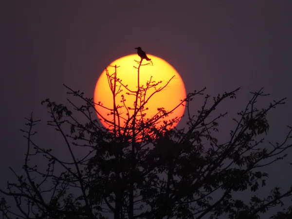 砂漠の太陽 — ストック写真