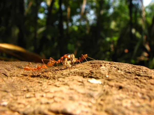 Formigas trabalhadoras — Fotografia de Stock