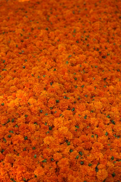 Marigold flores fundo Imagens De Bancos De Imagens