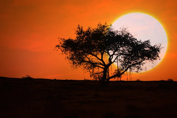 Beautiful Sunset Tree — Stock Photo, Image