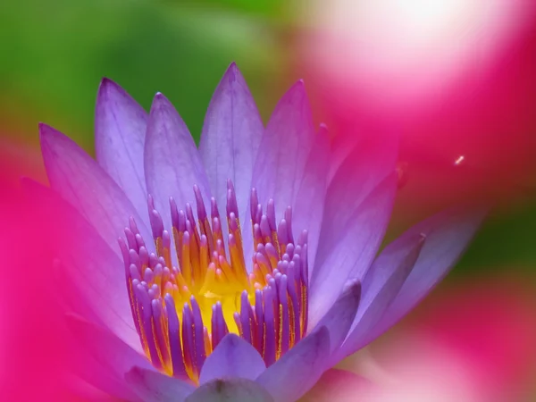 Water Lily Colors — Stock Photo, Image