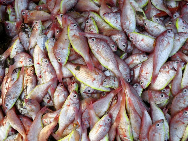 Catch of Fish — Stock Photo, Image