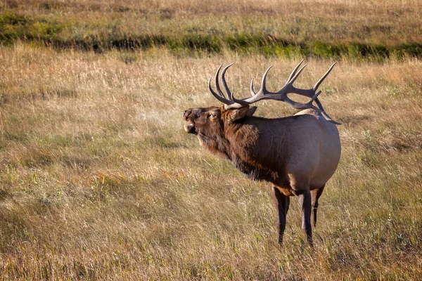 Male Bull Elk Chamando Para Seu Harem Durante Temporada Rutting — Fotografia de Stock