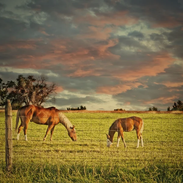 Pâturage des chevaux et des poulains Photos De Stock Libres De Droits