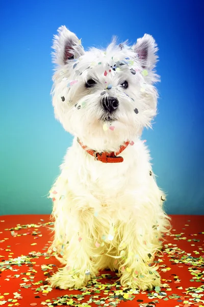 Dog party — Stock Photo, Image