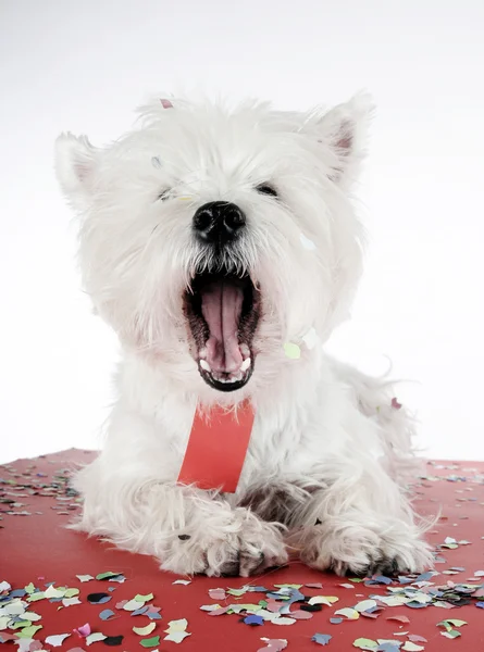 Dog party — Stock Photo, Image