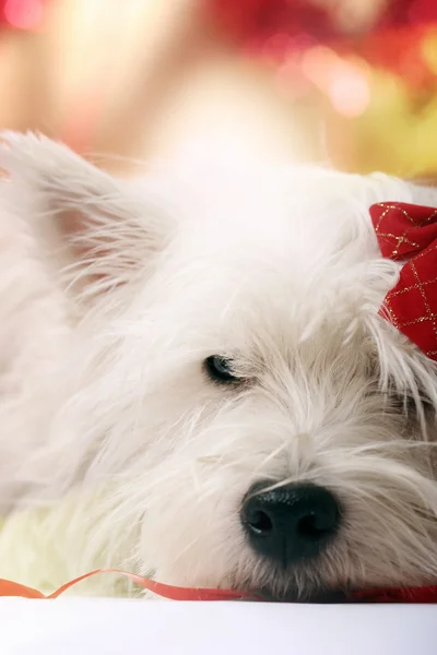 Westie — Stock Photo, Image