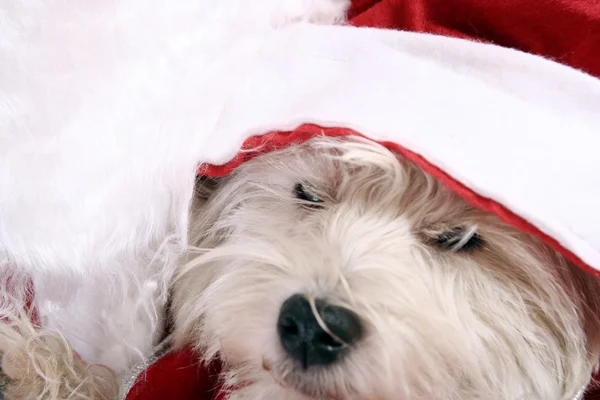 Cachorro blanco — Foto de Stock