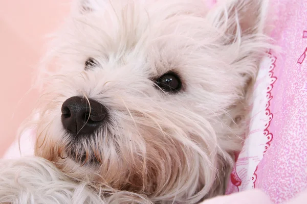 Dog sleeping. — Stock Photo, Image