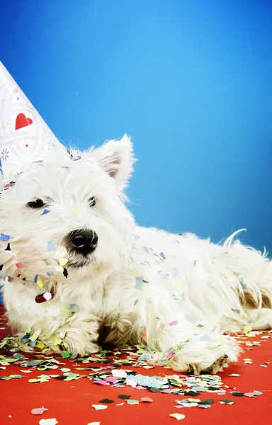 Dog party — Stock Photo, Image