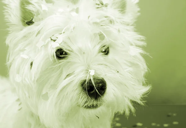 Festa del cane — Foto Stock