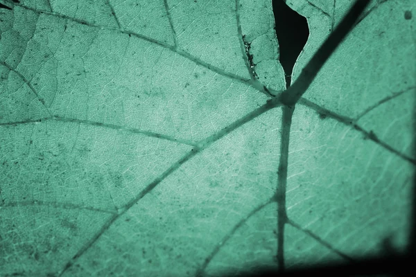 美しい背景の葉 — ストック写真