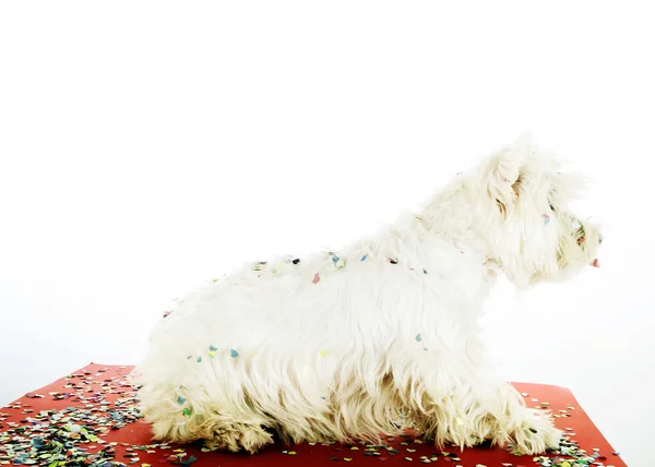 Dog party — Stock Photo, Image