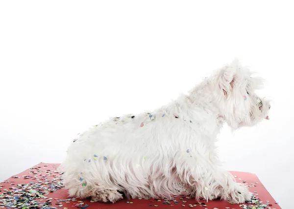 Dog party — Stock Photo, Image