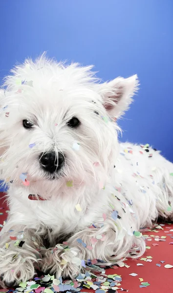 Dog party — Stock Photo, Image