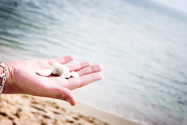 Scallop — Stock Photo, Image