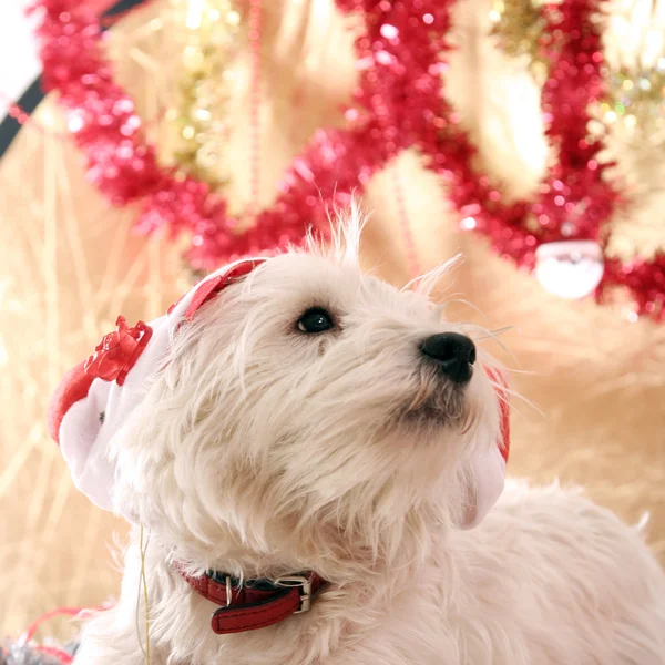 Westie. — Foto de Stock