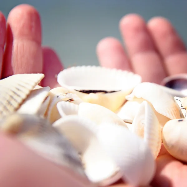 Scallop — Stock Photo, Image