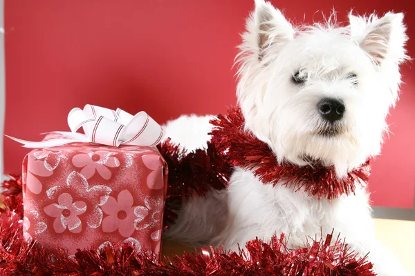 Cachorro blanco — Foto de Stock