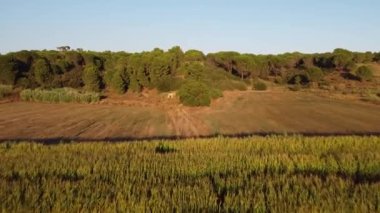 Arazi ve çam ağaçlarının havadan görüntüsü