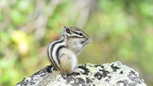 Adorable animal comiendo al aire libre — Vídeos de Stock