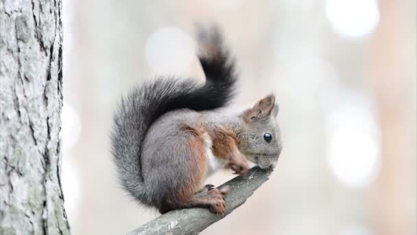 Ardilla en el árbol — Vídeos de Stock