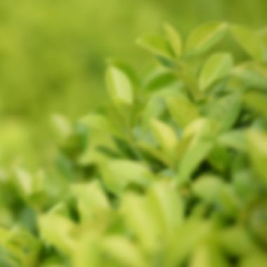 yeşil yeşillik arka plan