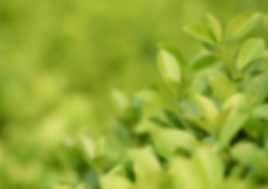 yeşil yeşillik arka plan