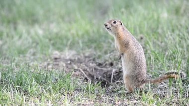 Gopher Tarih doğa çığlık