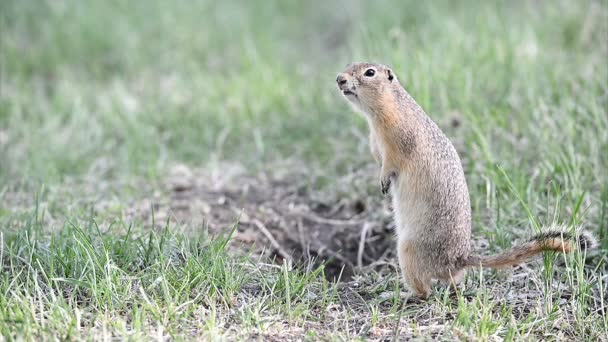 Schreiender Gopher auf die Natur — Stockvideo