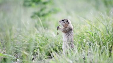 Yaprak yemek gopher