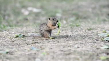 Yaprak yemek gopher